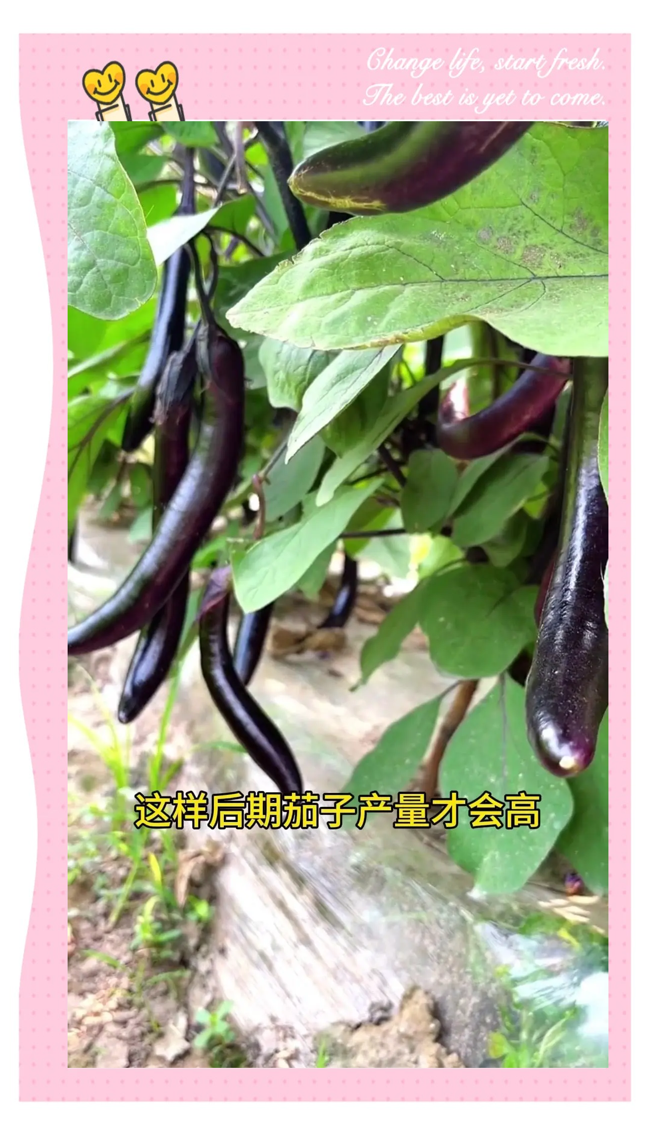 冬季茄子种植管理技术(冬季茄子种植管理技术与管理)