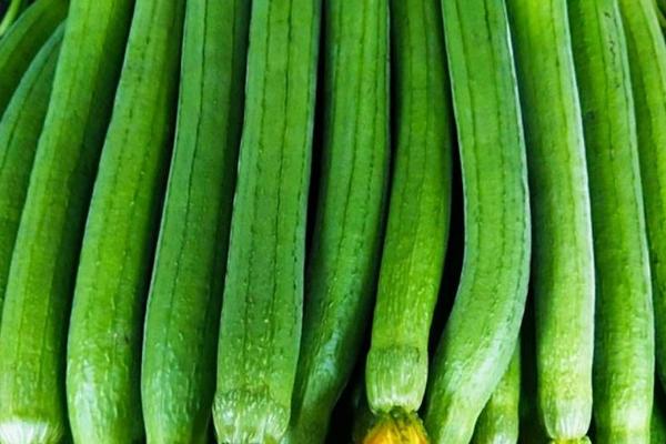 7月份种植的蔬菜(适合7月份种的蔬菜)