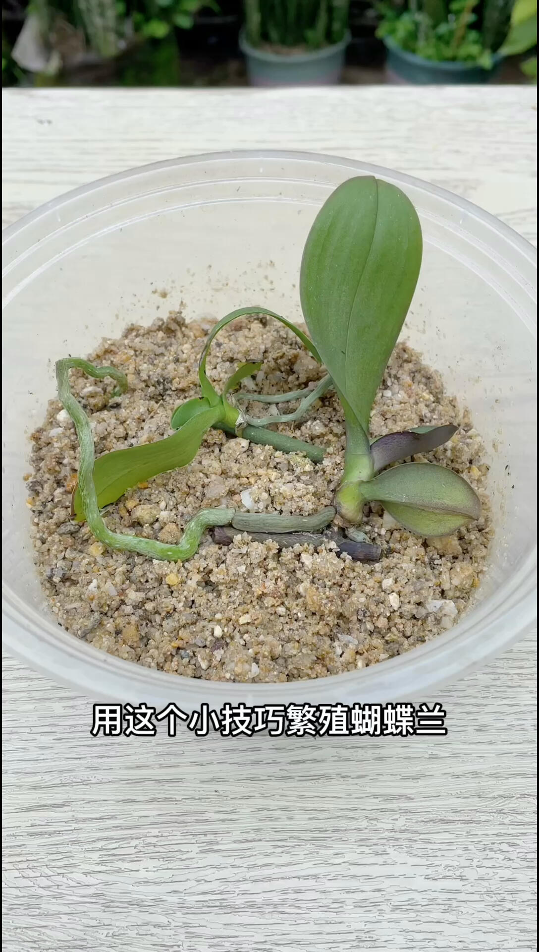 蝴蝶兰怎样繁殖(蝴蝶兰怎样繁殖最简单的方法)