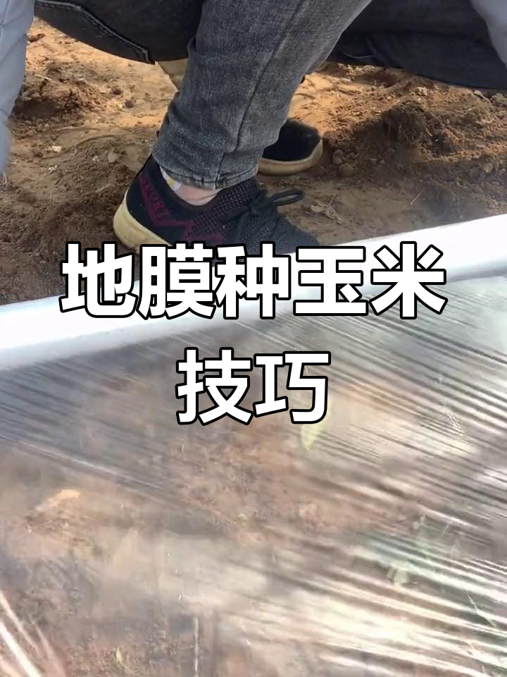 玉米的播种方法有哪些(玉米的播种技术要点)