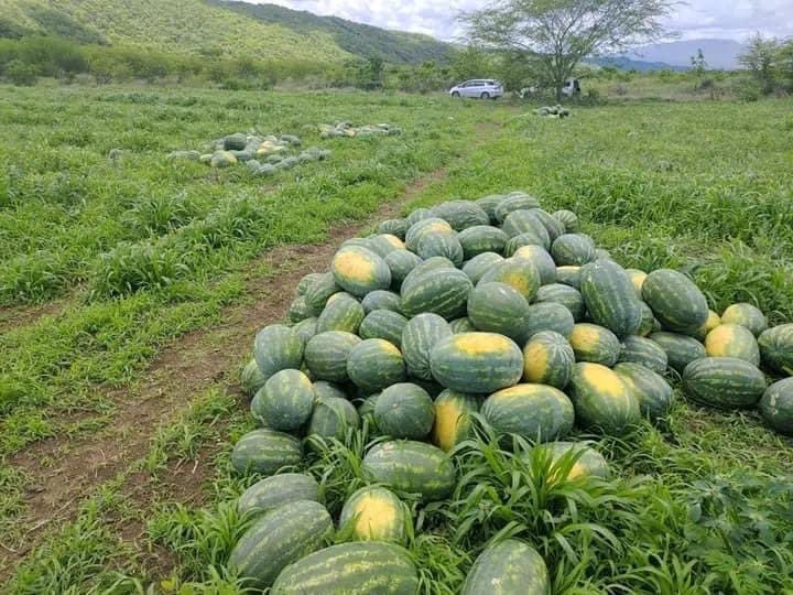 哪种西瓜好种植(哪种西瓜好种植视频)