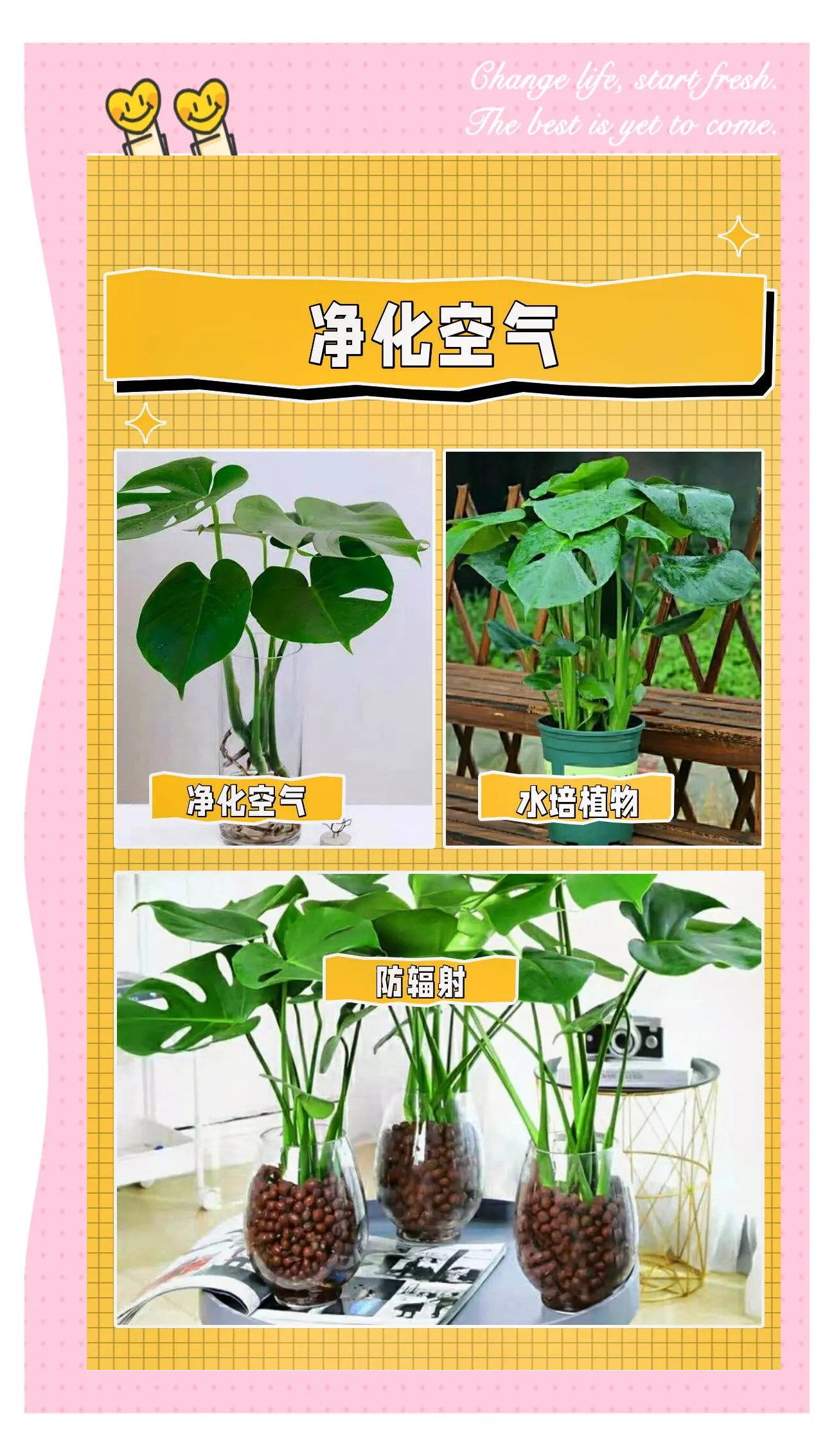 龟背竹养殖技巧(龟背竹养殖技巧视频)