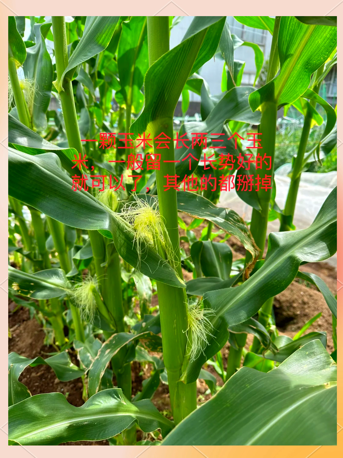 科学种植玉米和管理方法(科学种植玉米和管理方法的区别)
