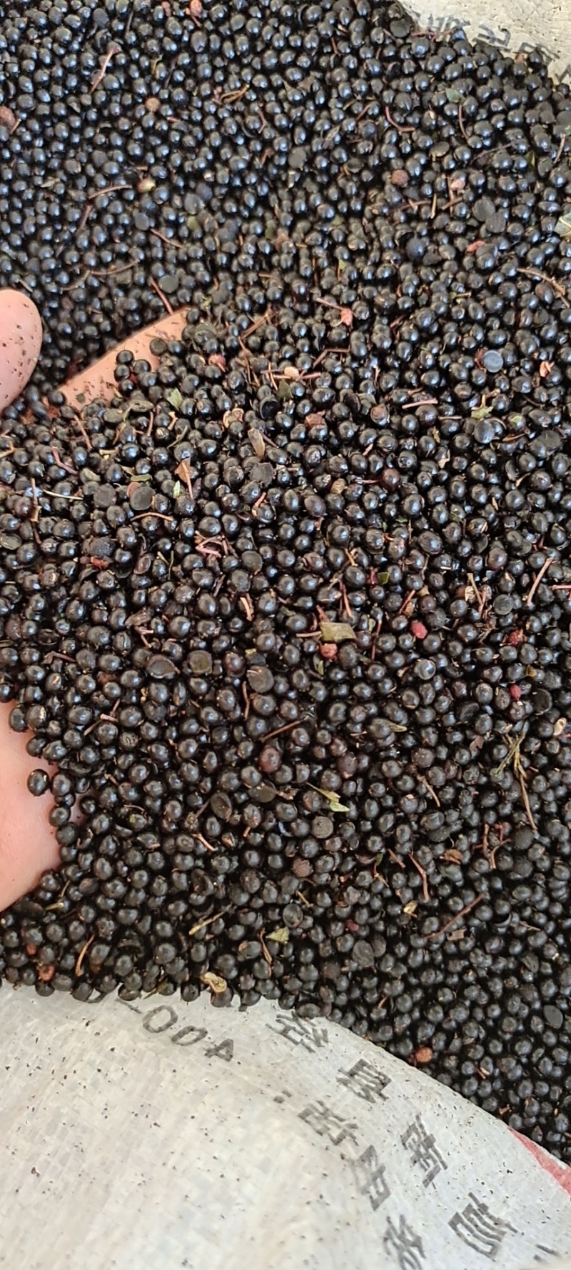 花椒籽的种法(花椒籽怎么样才能育出花椒苗)