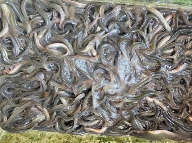 技术养殖泥鳅的的(泥鳅养殖需要什么条件)