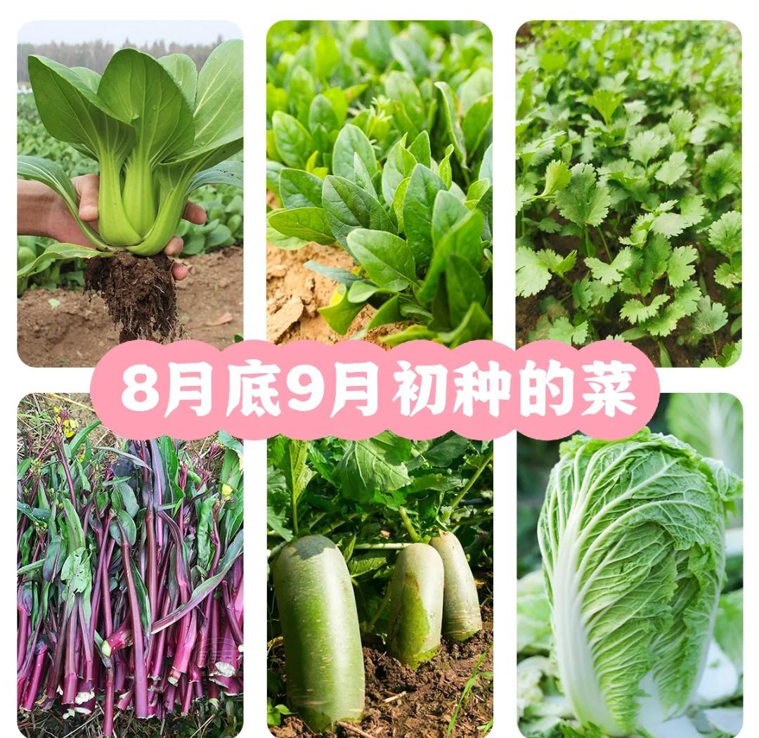 山东9月份适合种什么菜(山东九月份收获什么农作物)