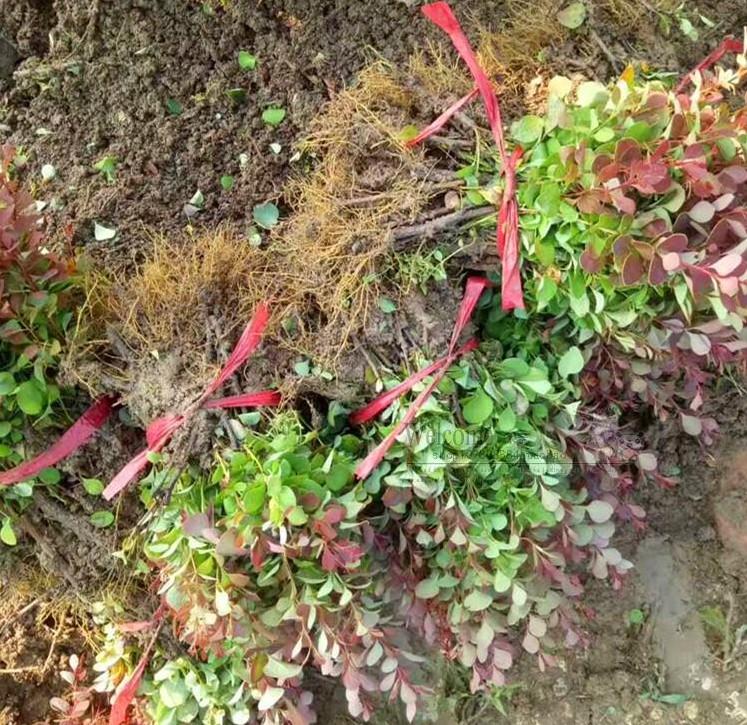 绿化苗木小苗基地(绿化苗木基地在什么地方有)