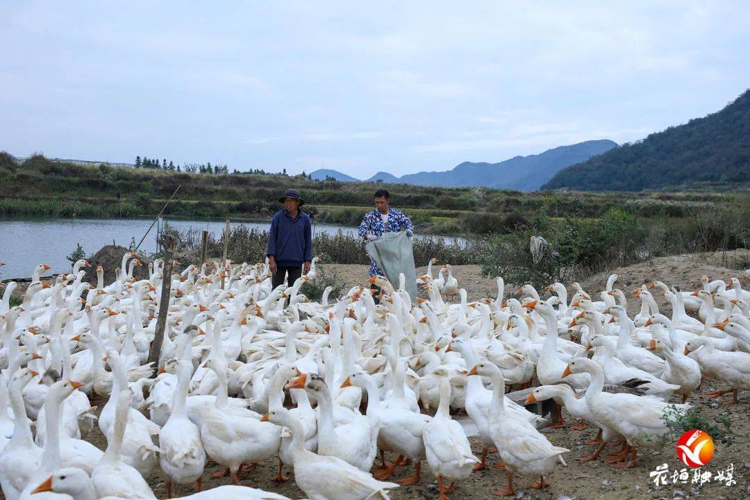 鹅的养殖方法和技术视频(鹅的养殖方法和技术视频讲解)