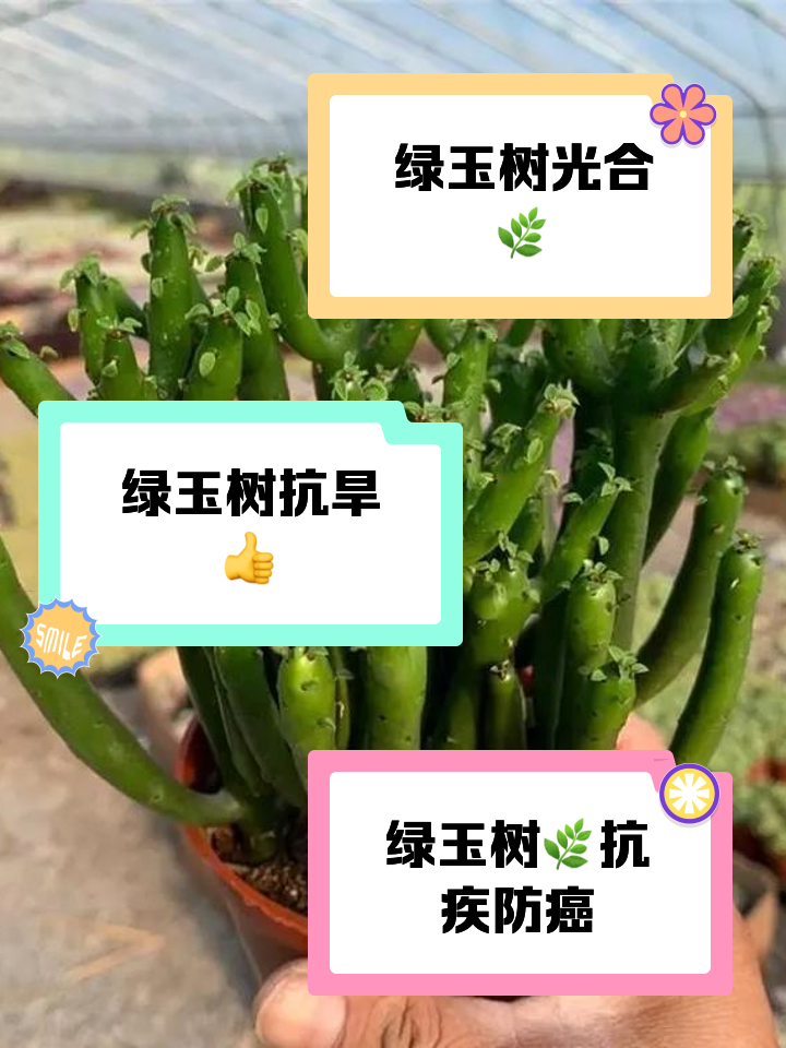 绿玉树繁殖方法(绿玉树繁殖方法有哪些)