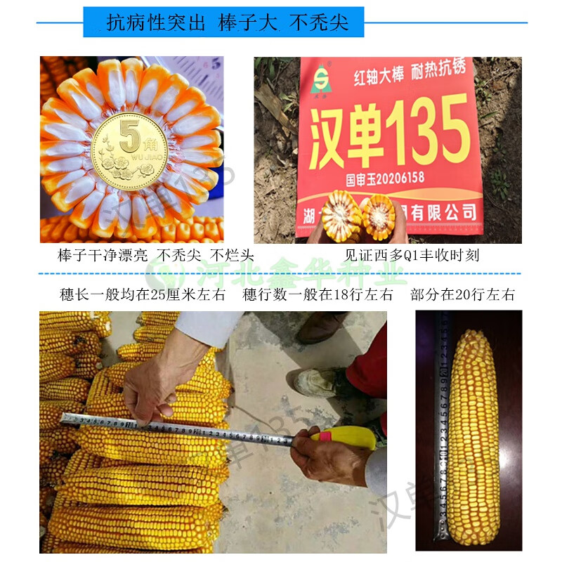 低杆玉米品种(低杆玉米品种介绍)