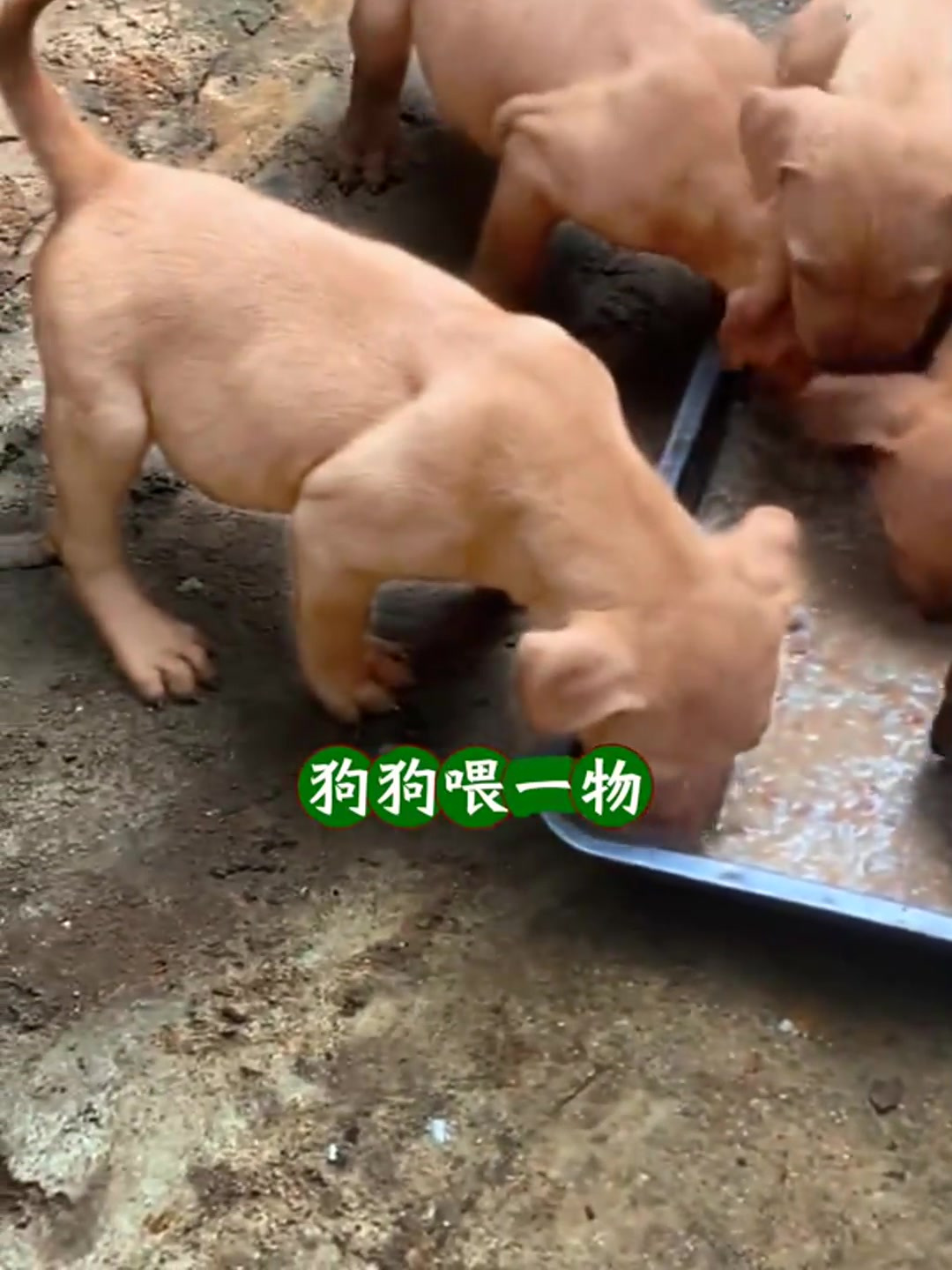 农村肉狗养殖方法(农村养肉狗图片大全)