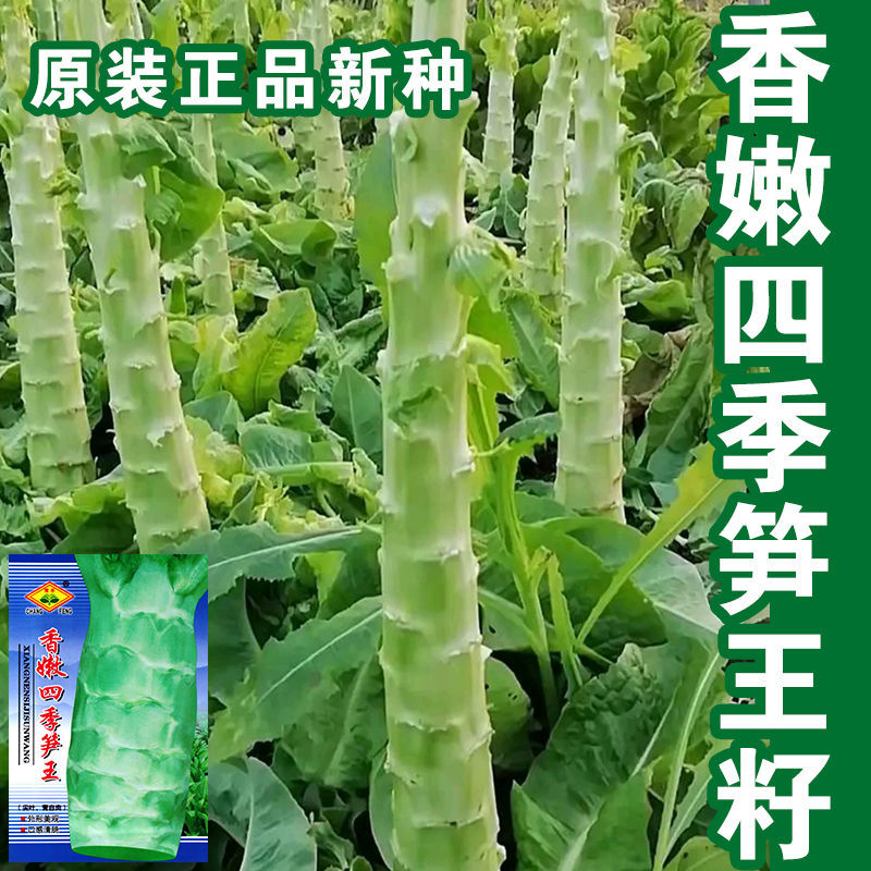 莴笋种子怎么种植(莴笋种子种植方法)