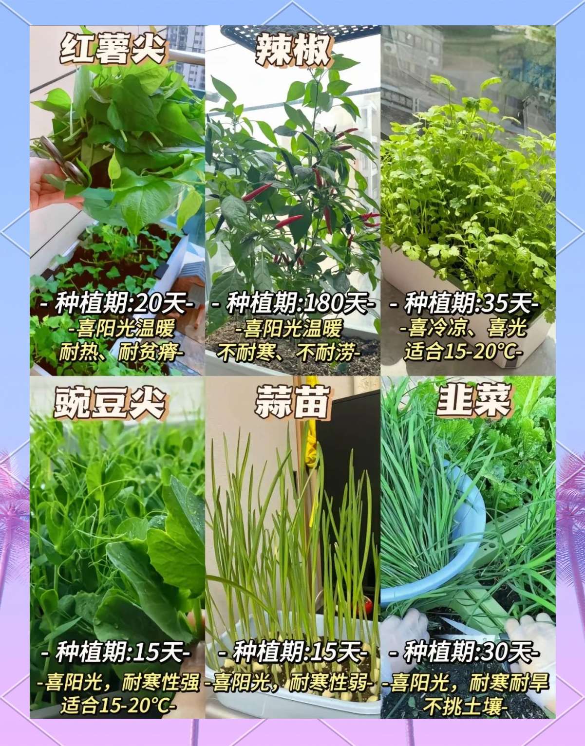 封闭阳台如何种蔬菜(封闭阳台种菜对风水好不好)
