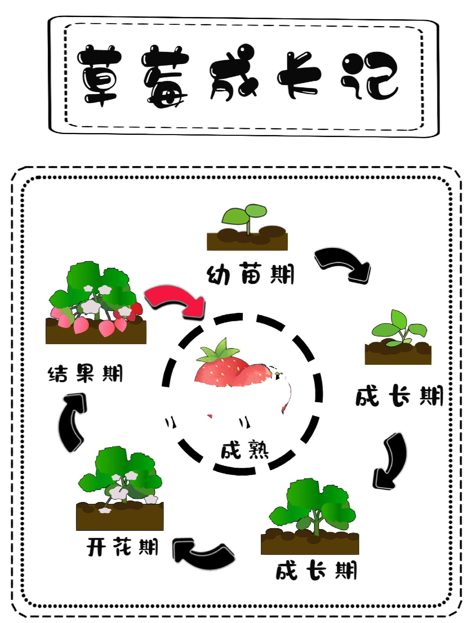 草莓种子种多少(草莓种子种多少颗合适)