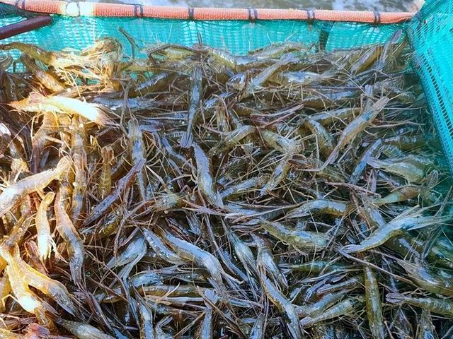 水产养殖品种(水产养殖品种的养殖模式500字)