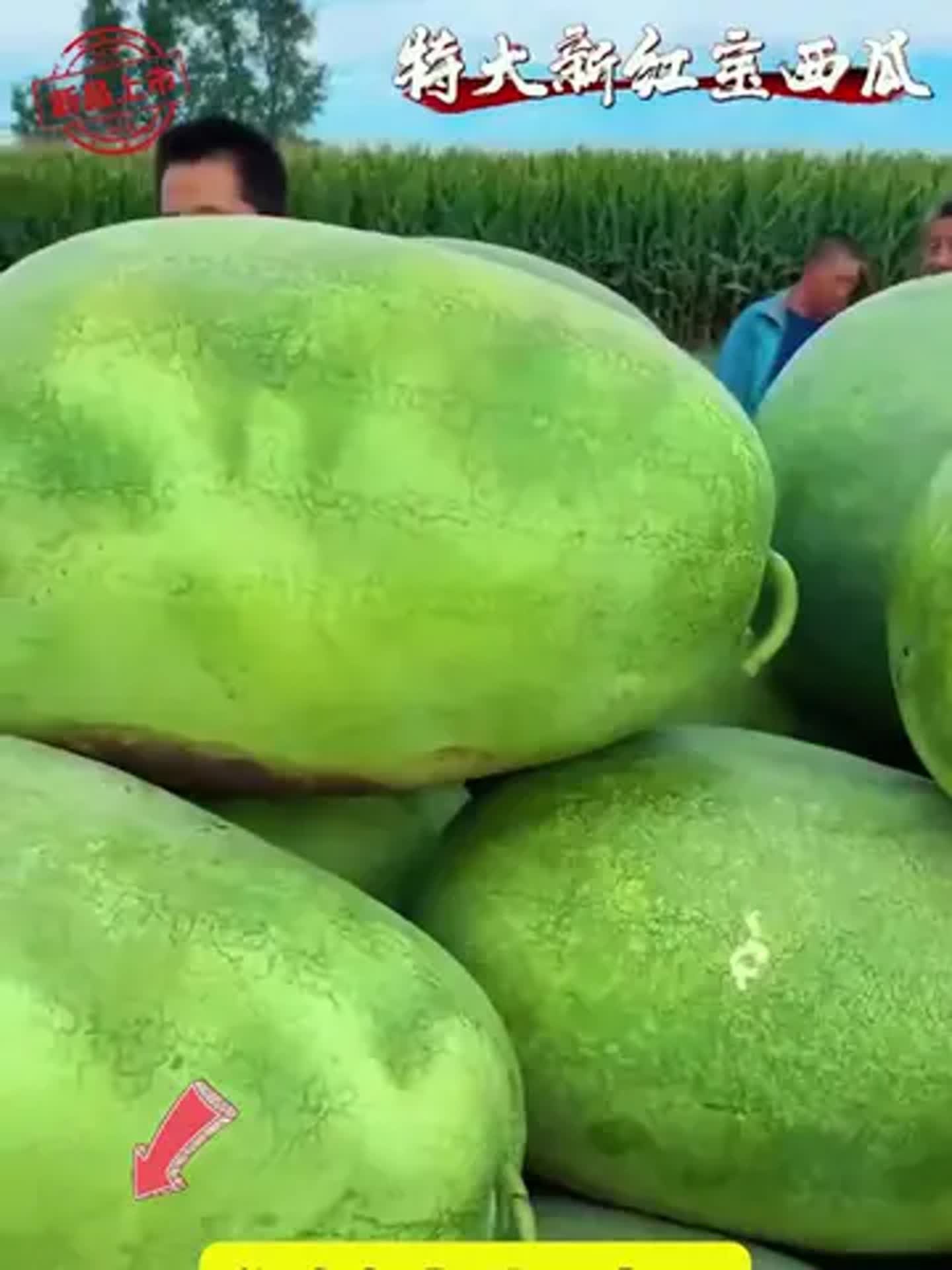 古老的西瓜品种(古老的西瓜品种图片)