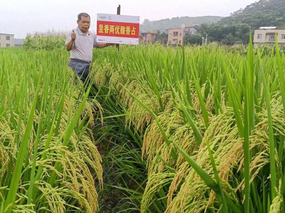 包含通系959水稻品种简介的词条