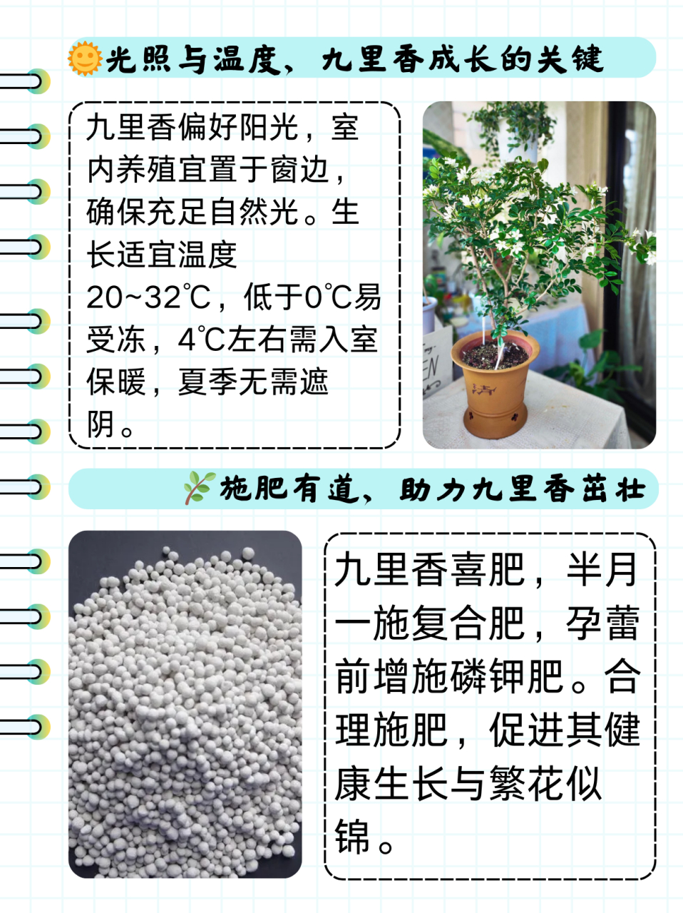 九里香怎么施肥(九里香施肥磷酸二氢钾)