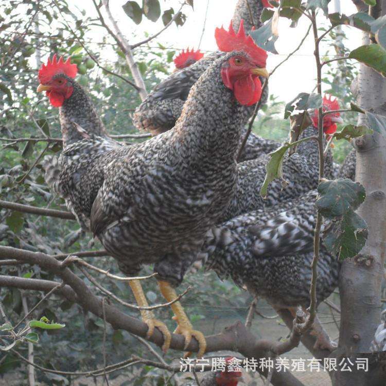 鸿丰水产养殖(鸿丰养殖有限公司)