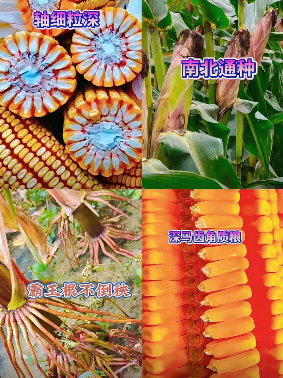 东单玉米种(东单玉米种简介)