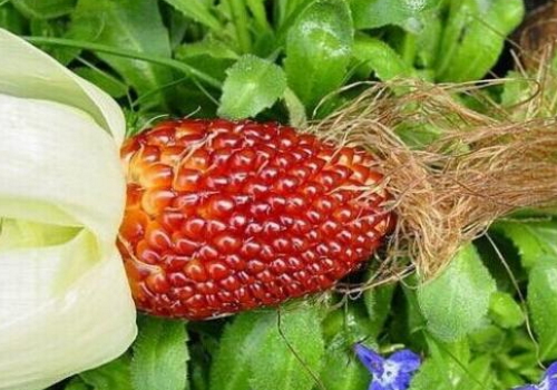 草莓玉米的种植技术(草莓玉米的种植技术与管理)