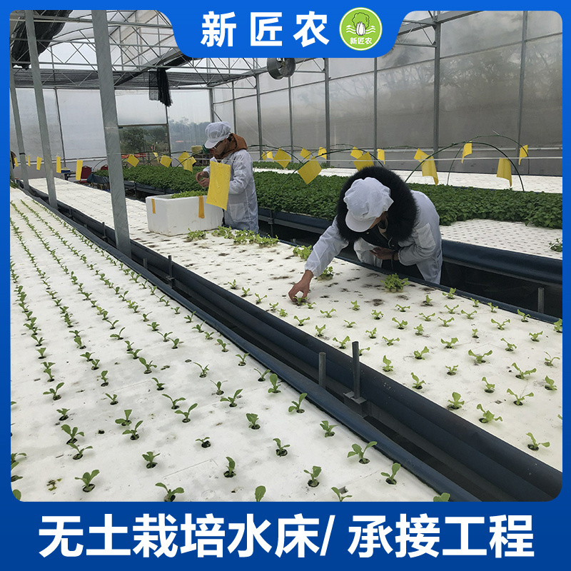 大棚水培蔬菜种植技术(大棚水培蔬菜种植技术与管理)