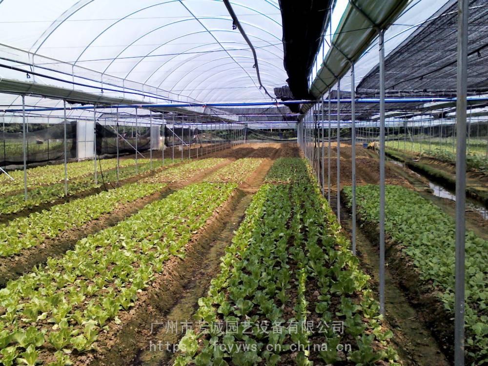 大棚水培蔬菜种植技术(大棚水培蔬菜种植技术与管理)