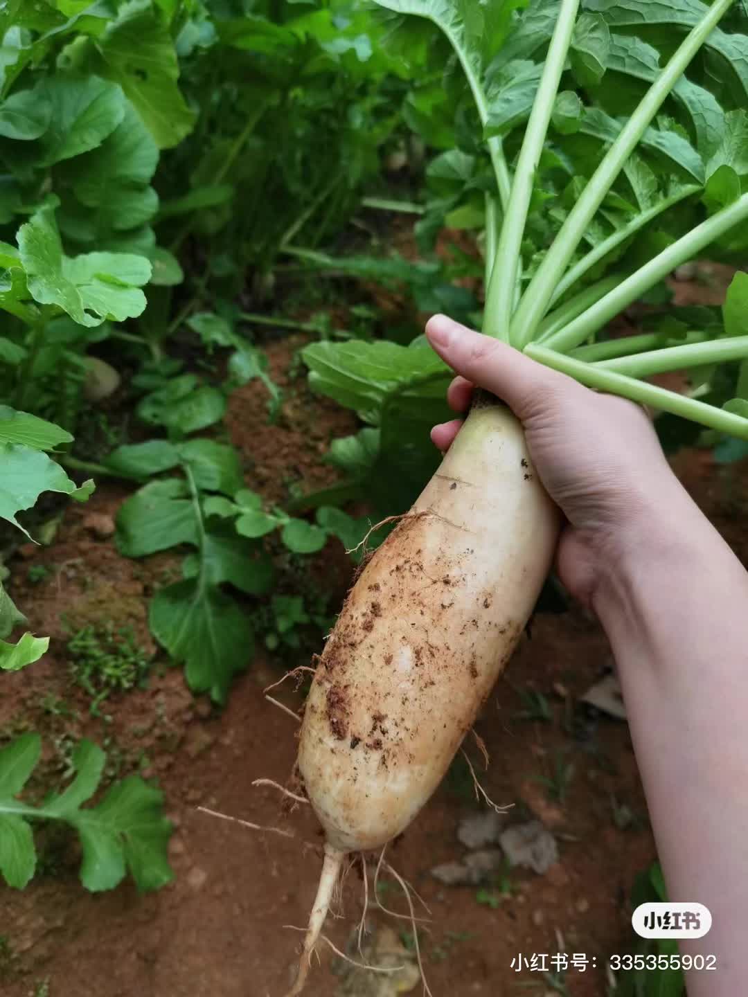 白萝卜苗栽培(白萝卜种植技术及管理视频)