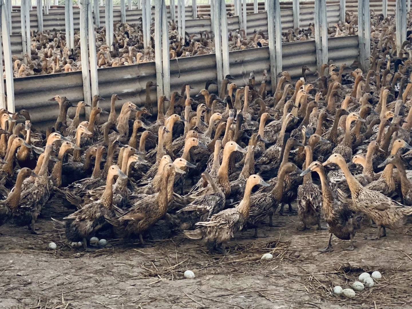 蛋鸭的养殖技术与鸭病的防治(蛋鸭的养殖技术与鸭病的防治论文)