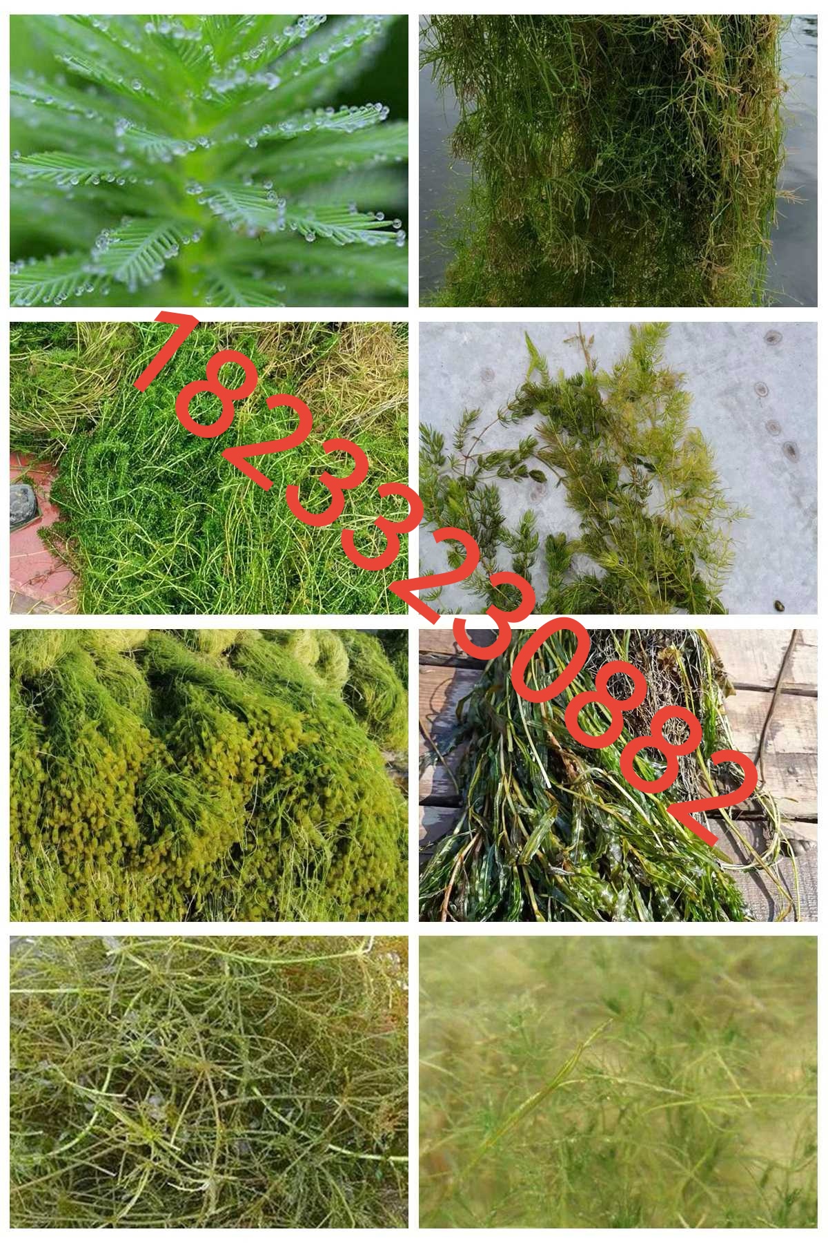 沉水水生植物种植(沉水水生植物有哪些)