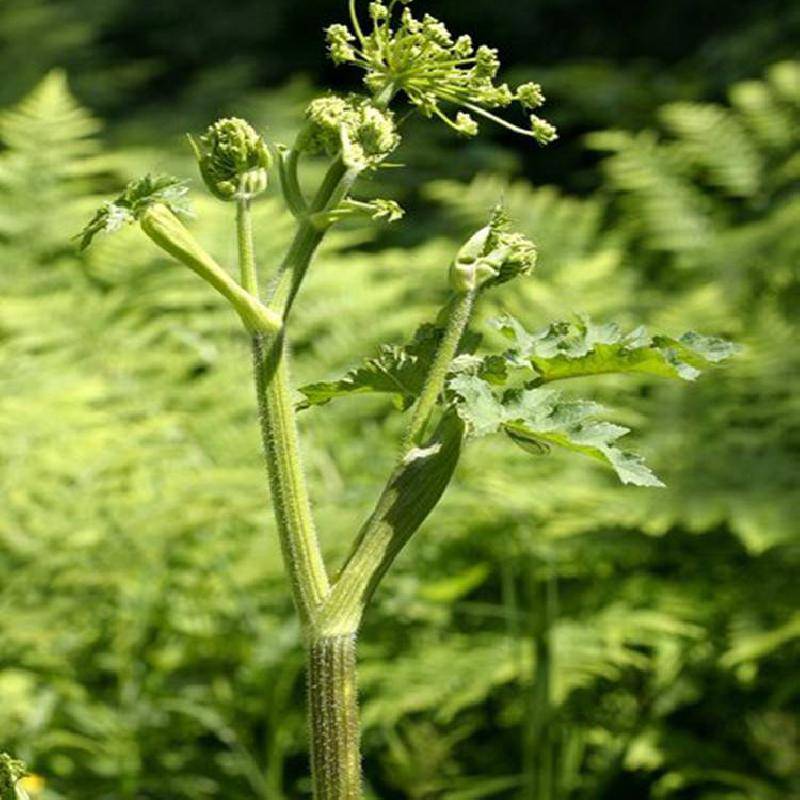 防风怎样种植(防风的种植时间和方法)