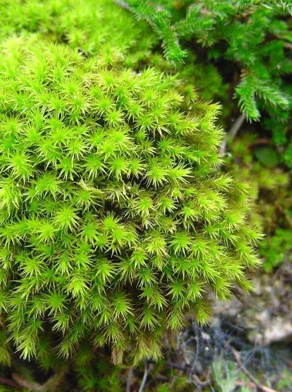 苔藓会繁殖吗(苔藓会繁殖吗视频)