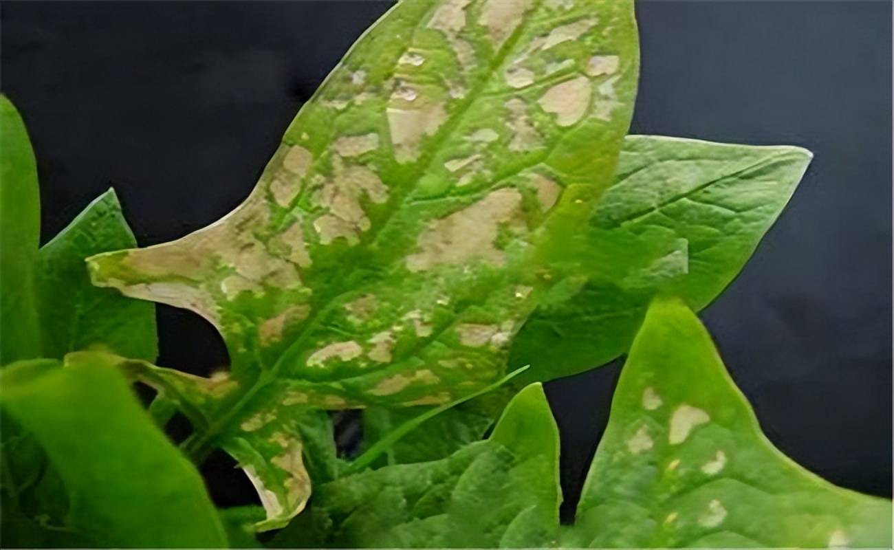 菠菜病害及防治(菠菜常见病以及防治方法)
