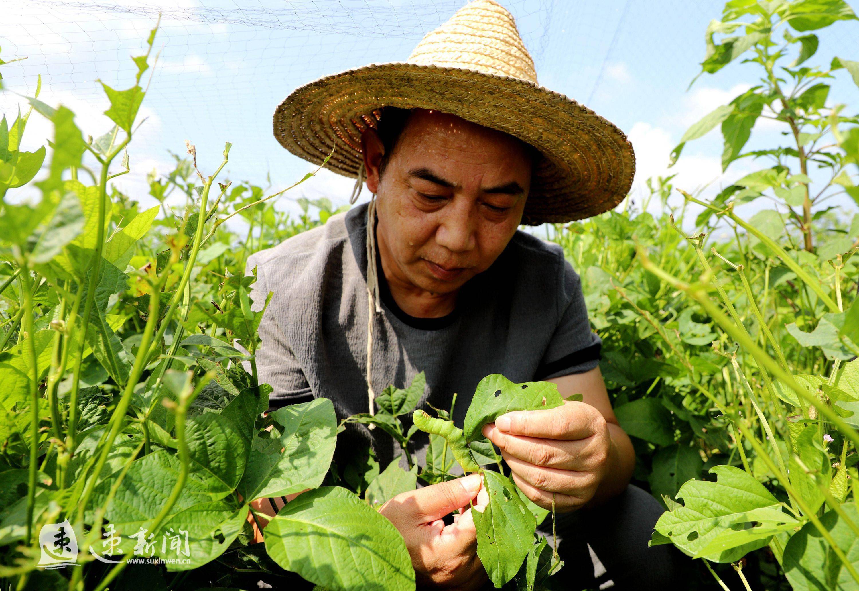 豆丹养殖全套技术视频(豆丹养殖全套技术视频讲解)