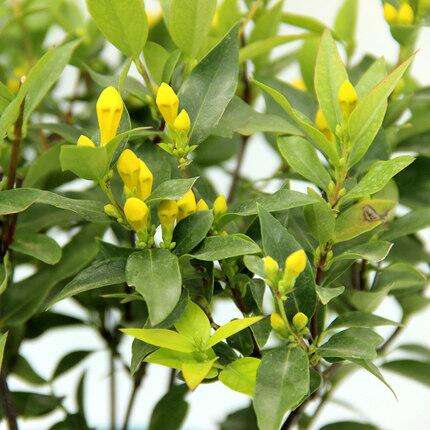 法国香水茉莉花养殖方法(法国香水茉莉的花期是多长时间)