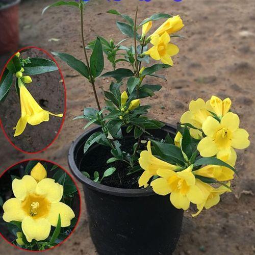 法国香水茉莉花养殖方法(法国香水茉莉的花期是多长时间)