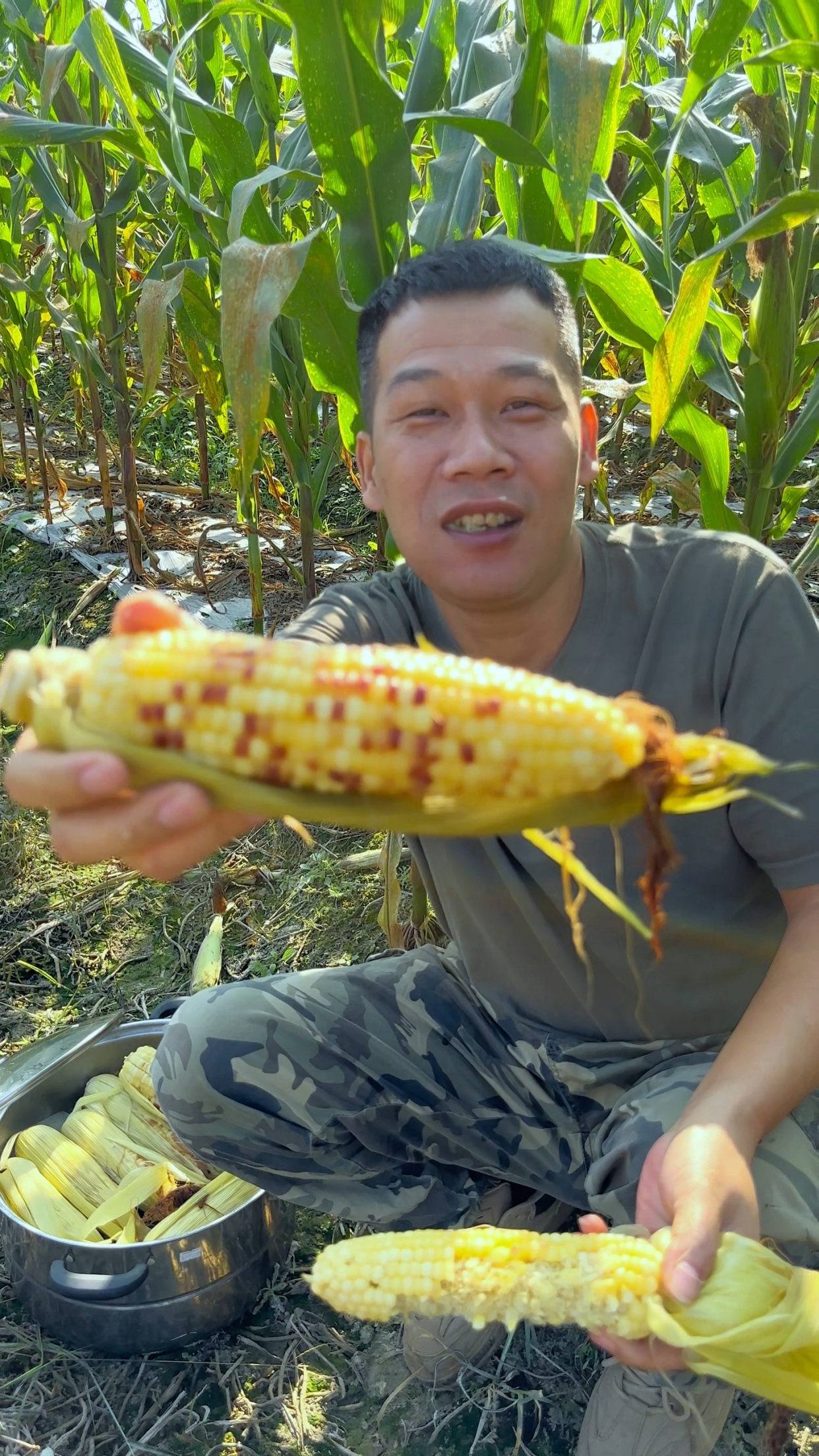 广西种植玉米吗(广西玉米种植区域)