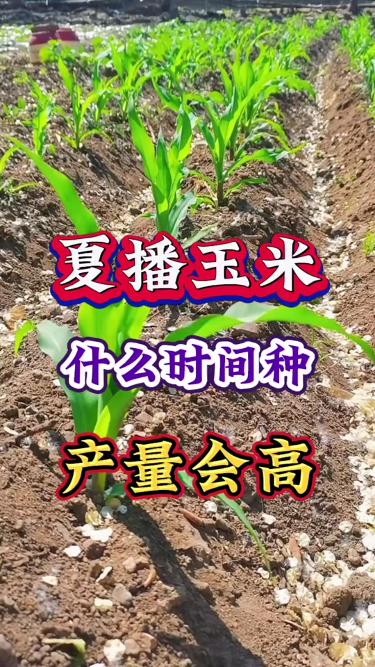 广西种植玉米吗(广西玉米种植区域)
