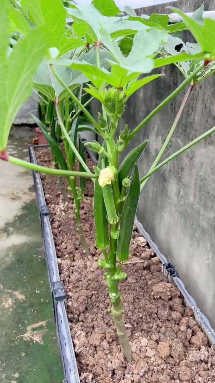 秋葵什么时间种合适(秋葵什么时间种合适呢)