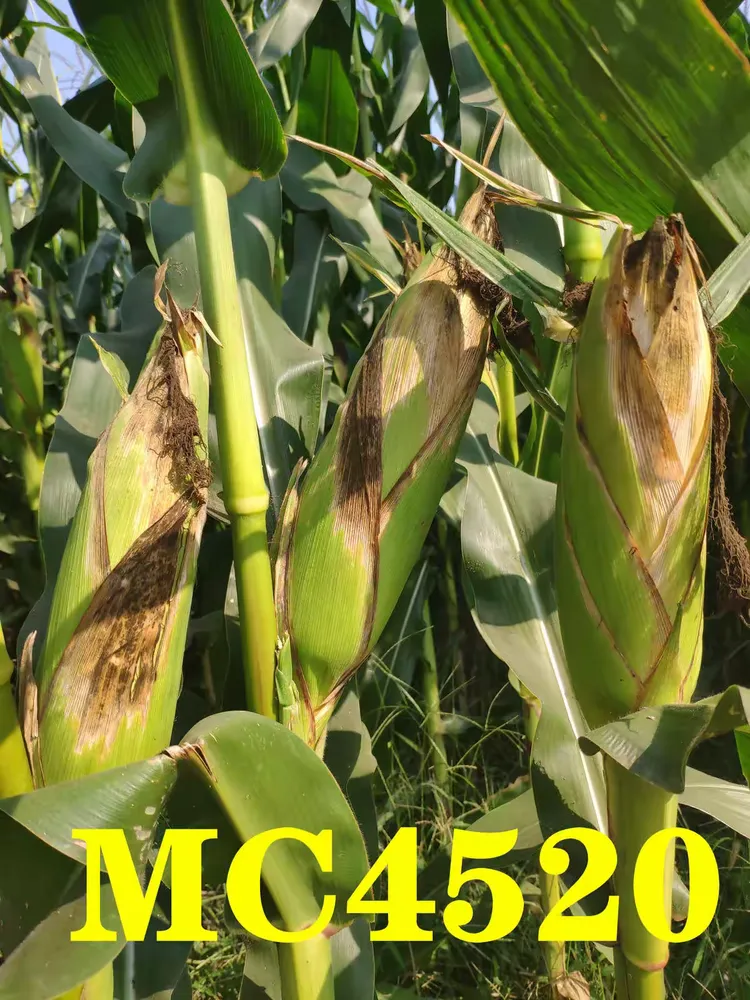 北青210玉米品种简介(北青340玉米的特征特性)