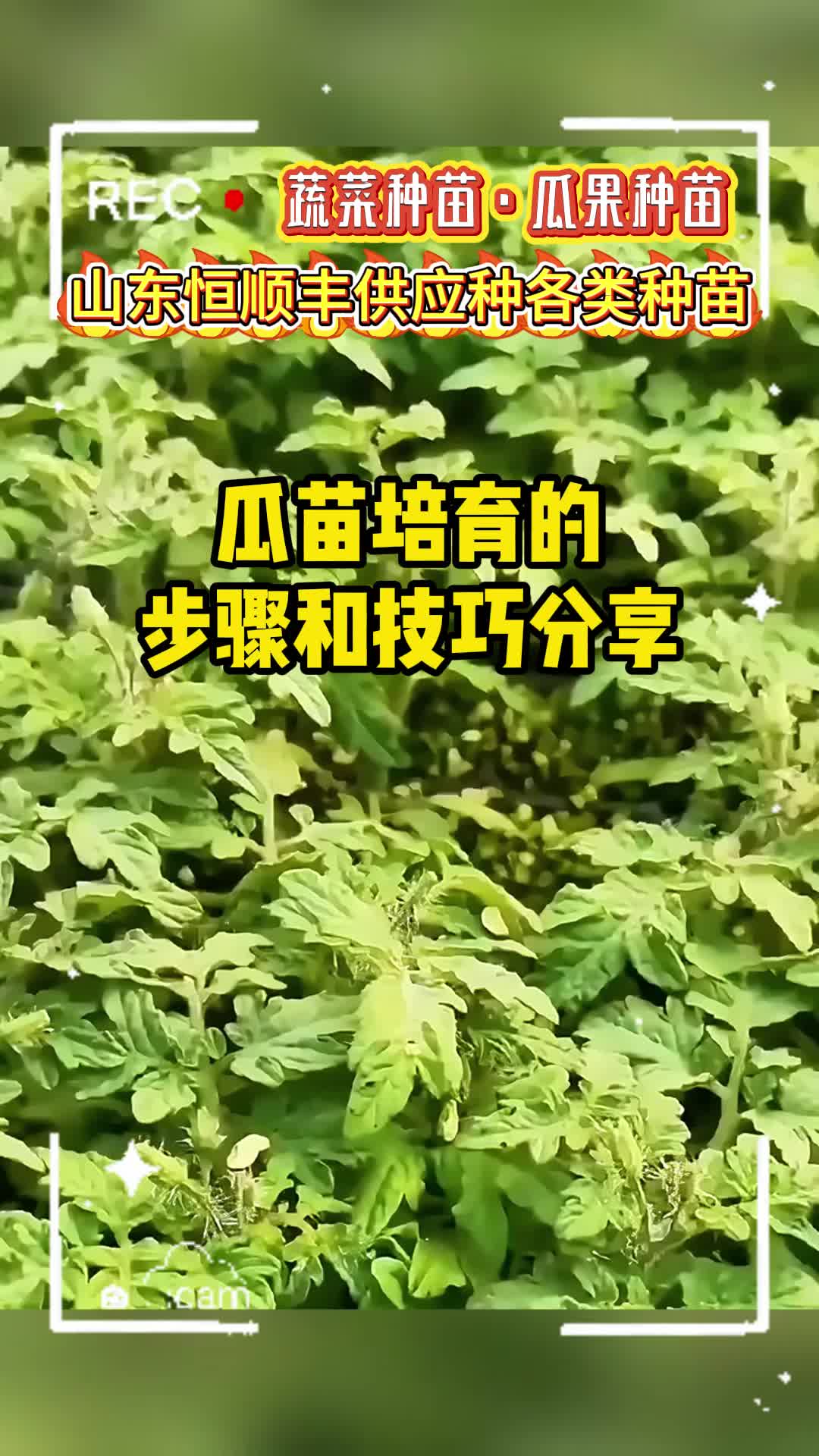 白兔娃甜瓜种植管理技术视频(这一年,白兔种的甜菜获得了大丰收)