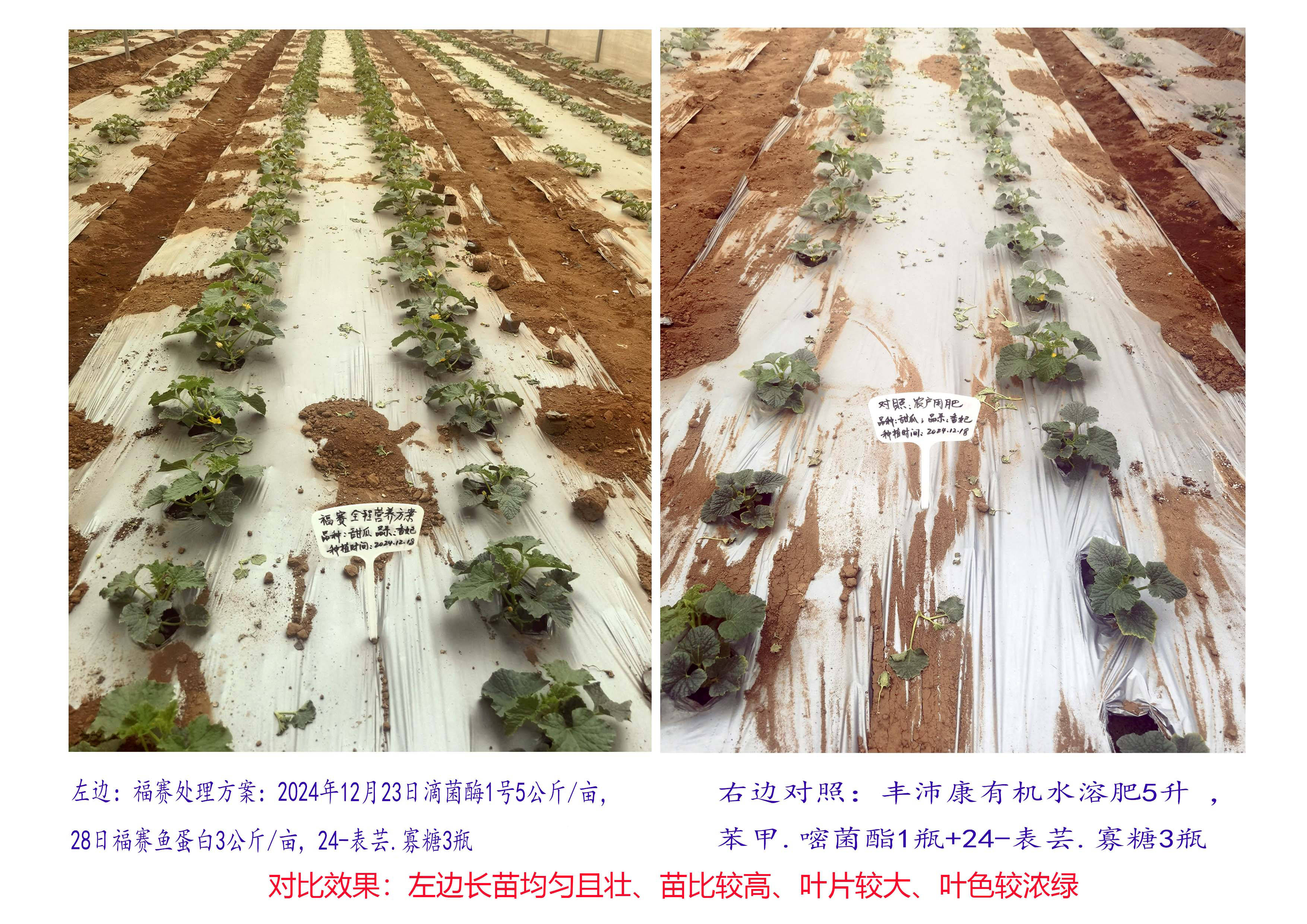白兔娃甜瓜种植管理技术视频(这一年,白兔种的甜菜获得了大丰收)
