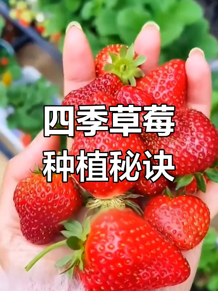 四季草莓怎么种植(四季草莓的种植方法)