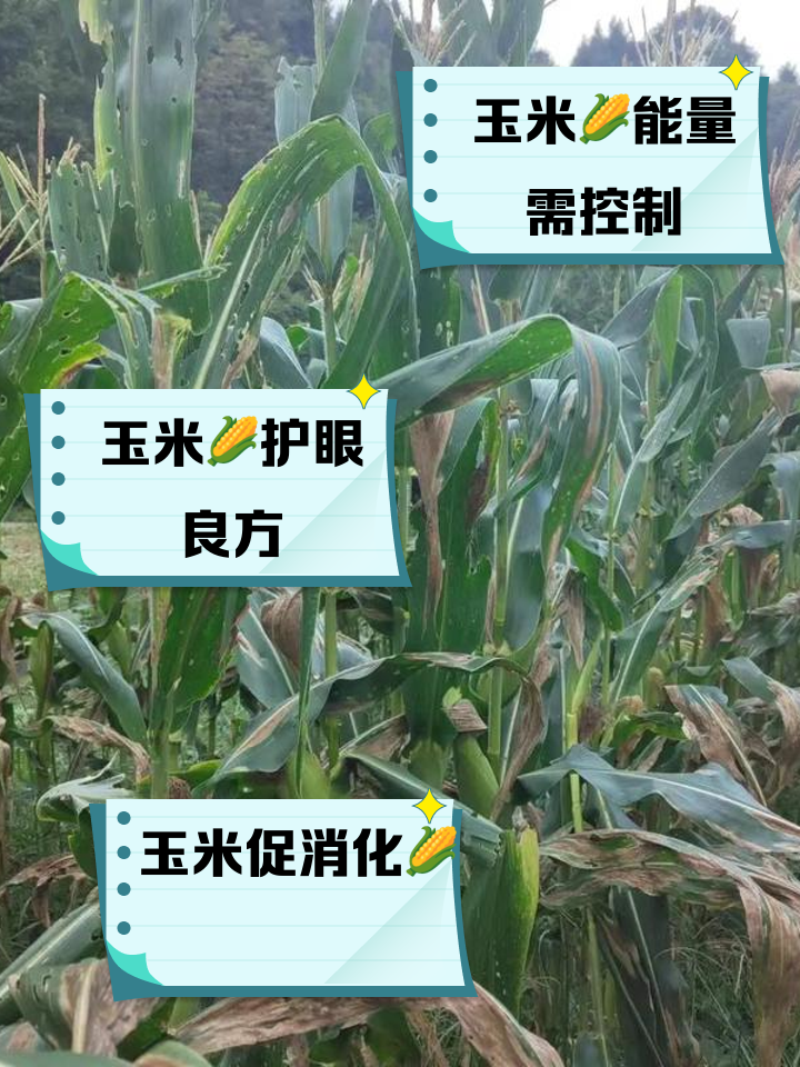 玉米栽培技术和田间管理(玉米栽培技术和田间管理 视频)