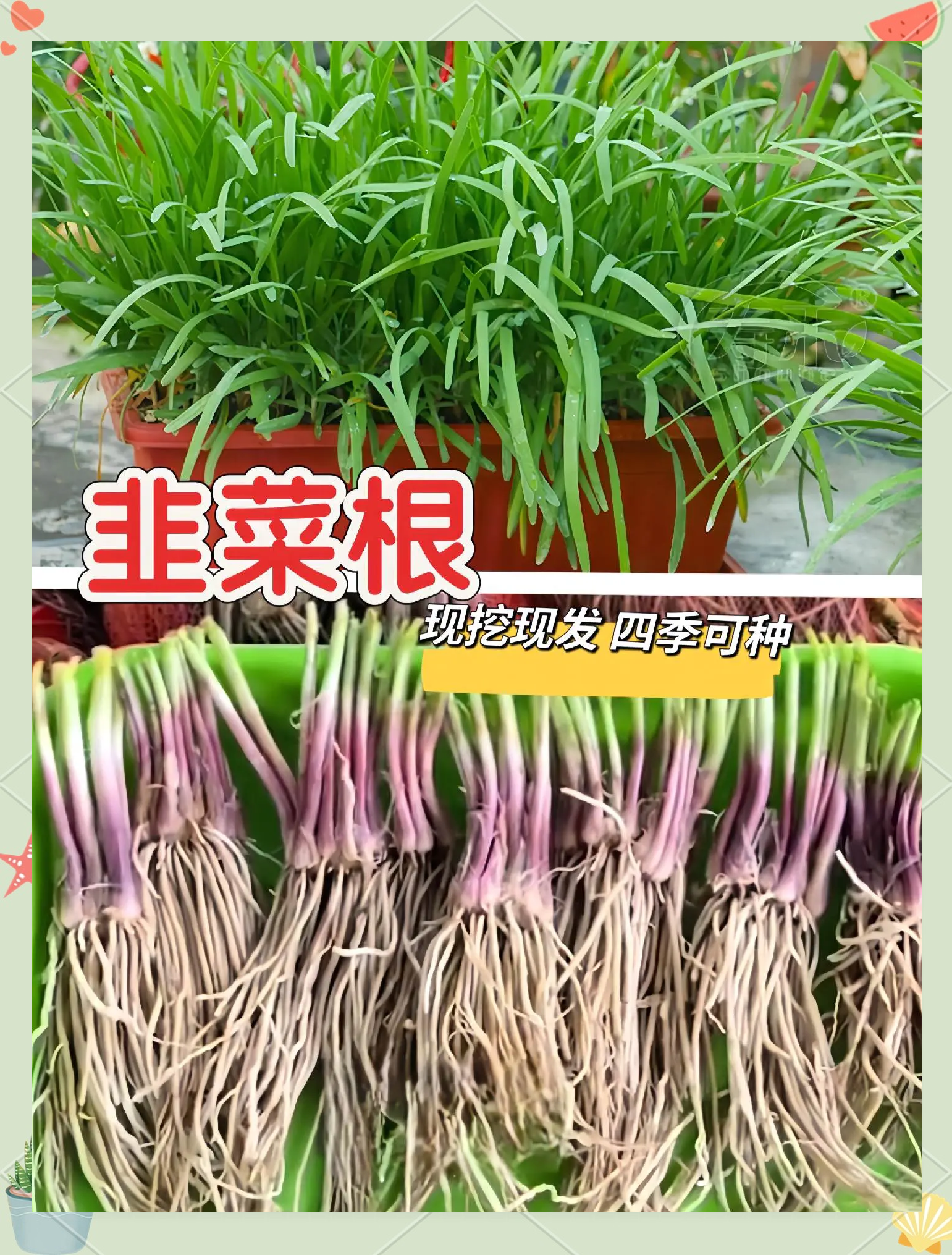 韭菜无土栽培新技术(无土栽培韭菜种植视频)