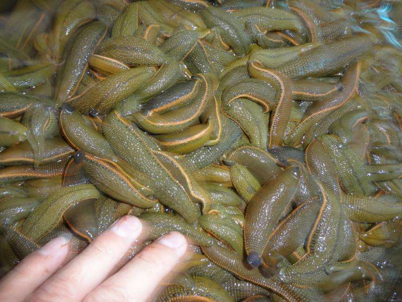 水蛭的养殖方法和技术视频(水蛭的养殖方法和技术视频讲解)