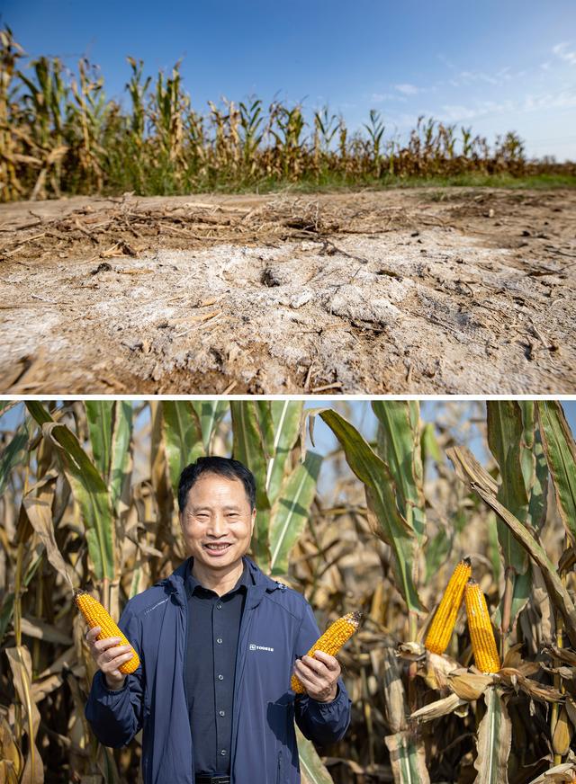 盐碱地玉米种植技术(盐碱地种玉米能挣钱吗)