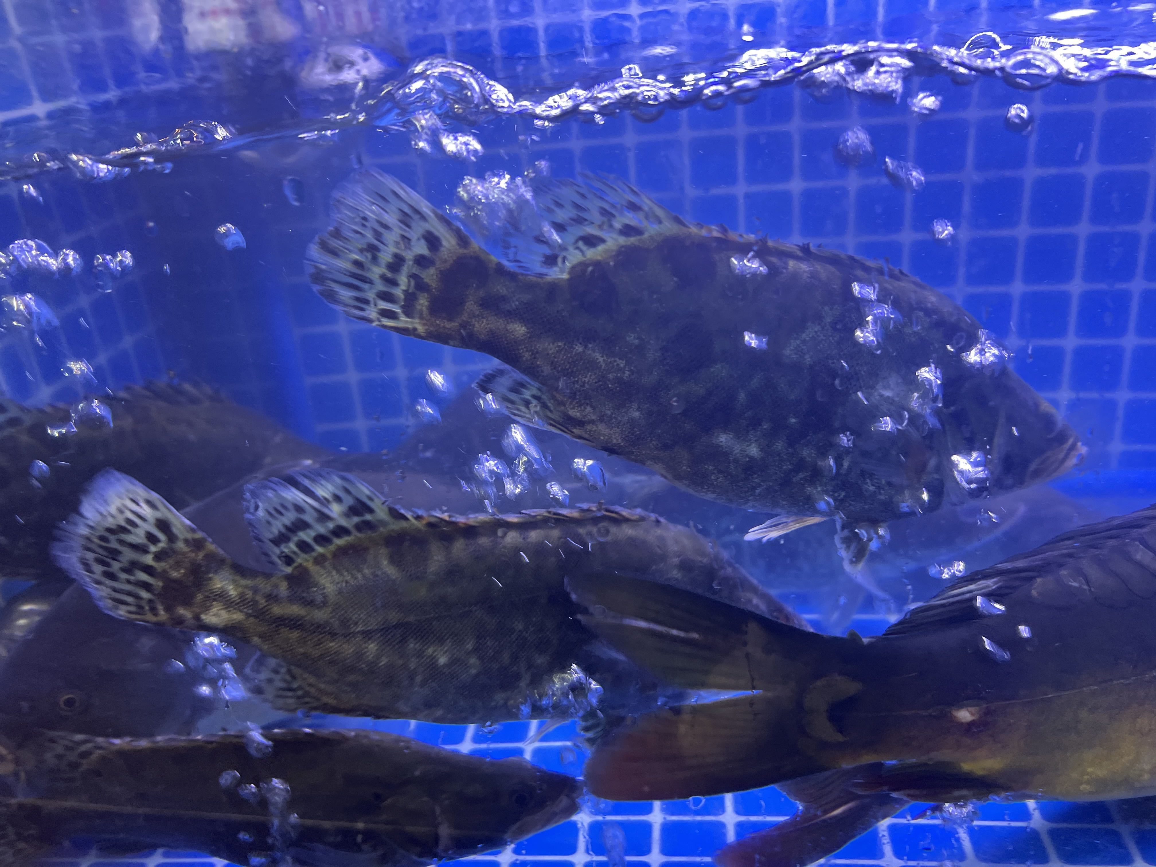 池塘养桂花鱼的技术(池塘养桂花鱼的技术要点)