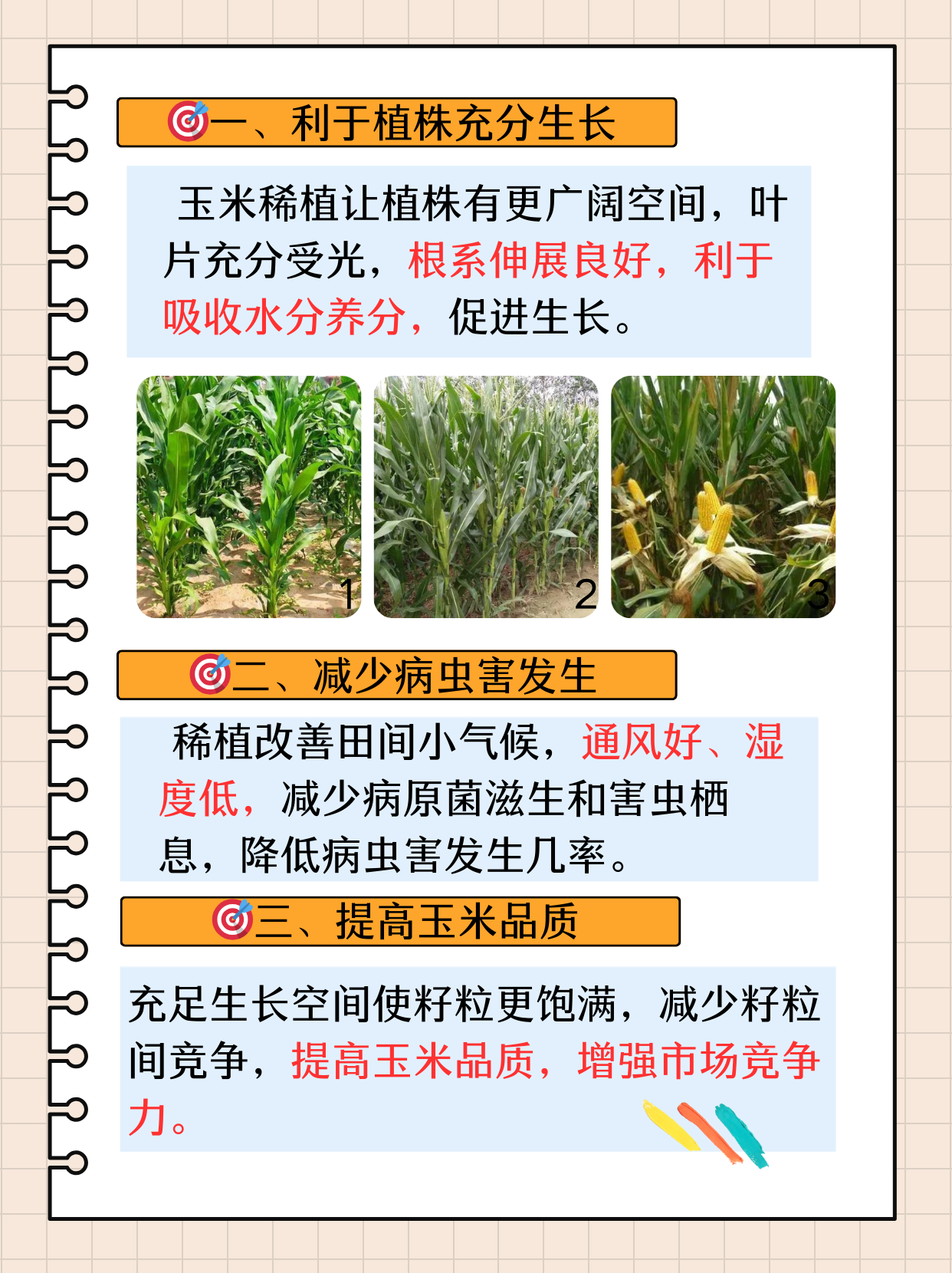 玉米种植课件(玉米种植技术与管理的教案)