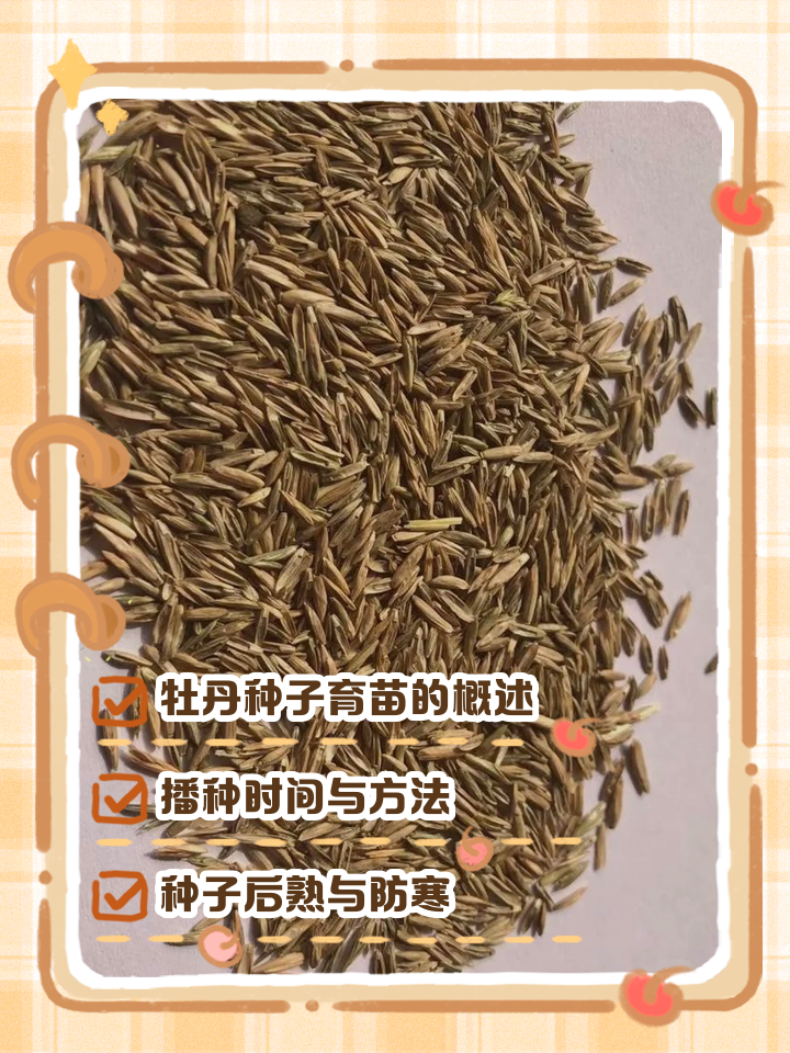 什么时间种牡丹花种子(什么时间种牡丹花种子最好)